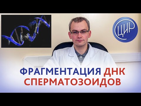 Фрагментация ДНК сперматозоидов. Целостность генетического материала сперматозоидов и фертильность.