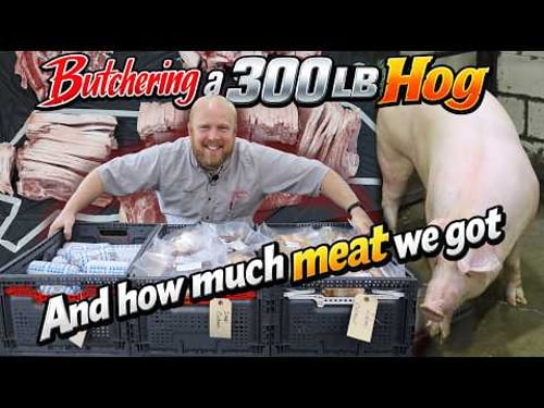Watch us Butcher a 300 LB Hog, See The Cuts it Made, and Find out the total Meat Yield.