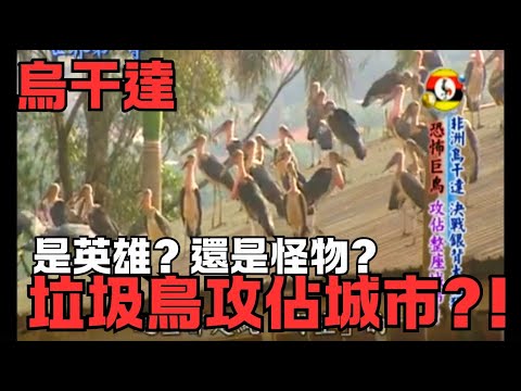 【烏干達】垃圾鳥攻佔城市?! 究竟是英雄?還是怪物? 非洲禿鸛 |《世界第一等》第446集精華版 Marabou Stork