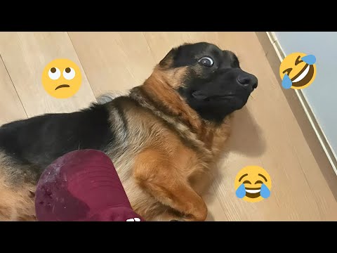 HILARIOUS DOGS Being Weird π€ͺ NEW Funniest Dogs Video 2025 #11