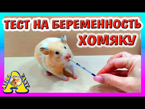 ТЕСТ НА БЕРЕМЕННОСТЬ ХОМЯКУ / КАК ПОДГОТОВИТЬ ХОМКИ К РОДАМ / ХОМЯЧИХА БЕРЕМЕННА / Alisa Easy Pets