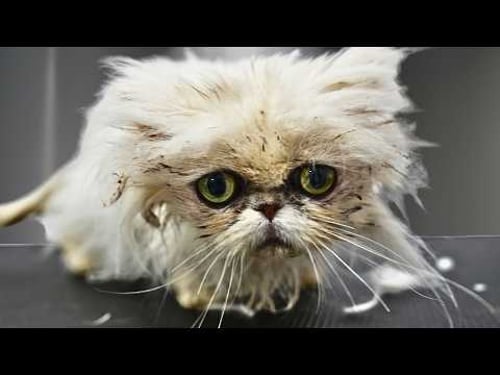 6 Severely Matted Shelter Cats...I Could Only Save 3