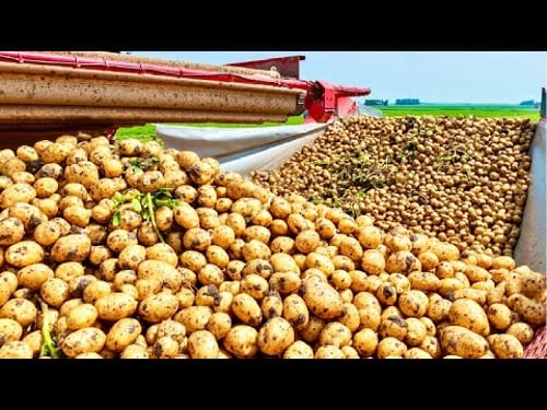 How Potato 🥔 are Grown, Harvested and Processed in to Chips | Chips production