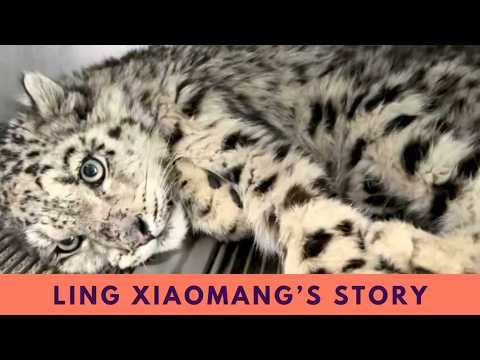 Snow Leopard Ling Xiaozhe vs. Snow Leopard Ling Xiaomang: what's the difference?