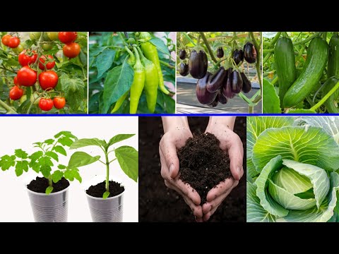 لن تشترى خضار بعد اليوم👈تعلم زراعة جميع شتلات الخضار فى المنزل زى المشتل وافضل واعرف الميعاد والتربة