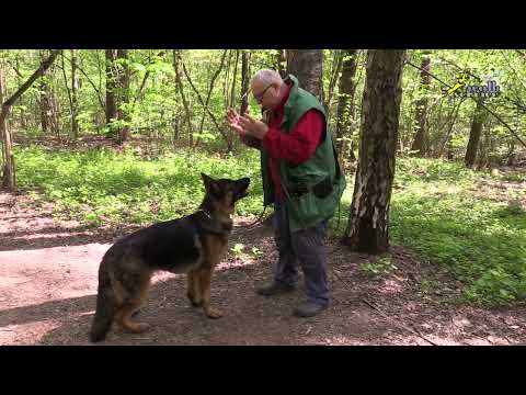 Trigger 63, How to Get an Obedient Dog with Minimal Effort