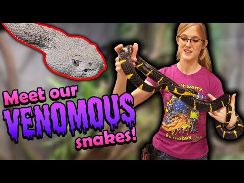 Meet our Venomous Snakes!