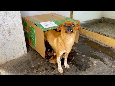 Abandoned mama dog with her five babies. This rescue will melt your heart.