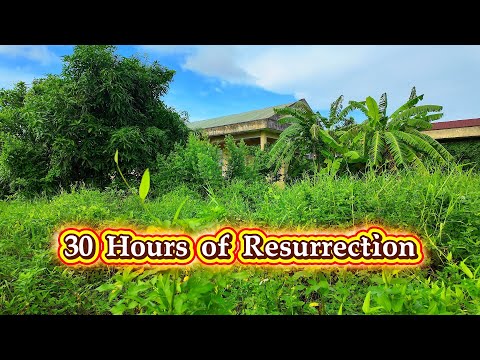 From Jungle to Home: The Most Satisfying Transformation Ever