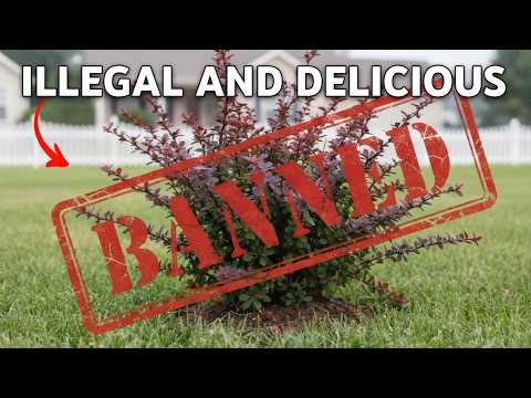 They Invaded the US… and You Can Eat Them: 10 Edible Invasive Plants