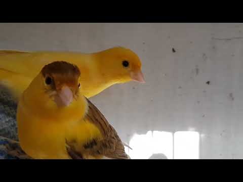 Дезинфекция простой известью у Канареек.