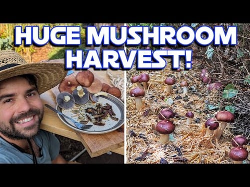 How I Feed My Mushrooms So That They Feed Me FOREVER!