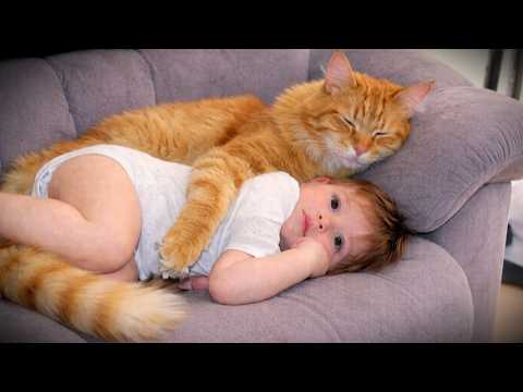 When Your Cats Treat the Baby Like Their Most Precious Treasure ❤️ Funny Cats and Baby