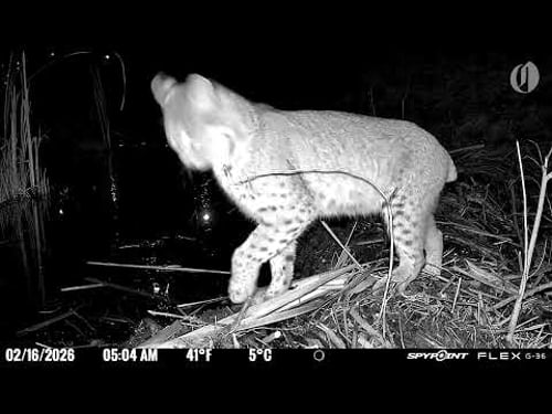 Back again: suburban Beaverton bobcat uses a beaver dam as a bridge