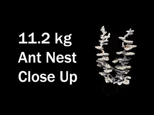 Detailed look at 11.2 kg (24.7 lb) Aluminum Casting of a Jumping Jack Bull Ant Nest - M nigrocinta