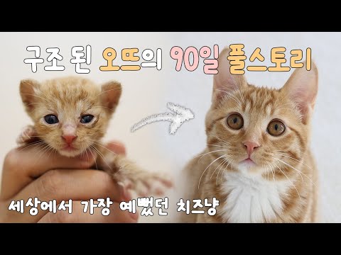 아기고양이 구조부터 입양까지 | 90일간의 냥줍일기