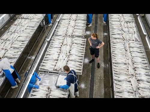 Inside the Largest Cod Processing Facility – 500,000 Pounds of Salted Cod