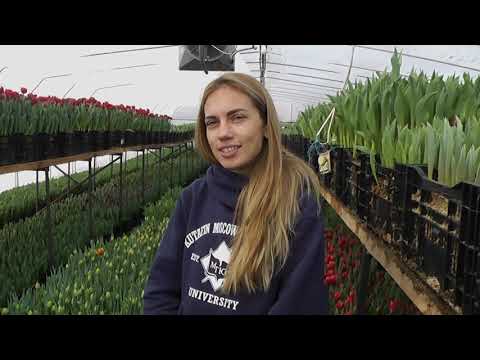 Обзор сортов тюльпанов для выгонки к 8 марта/Выгонка тюльпанов/Лучшие сорта для выгонки/Ошибки/Брак