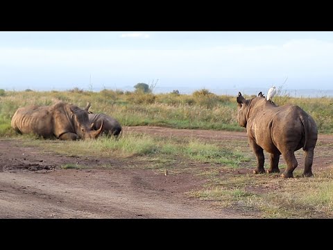 When a black rhino meets a white rhino