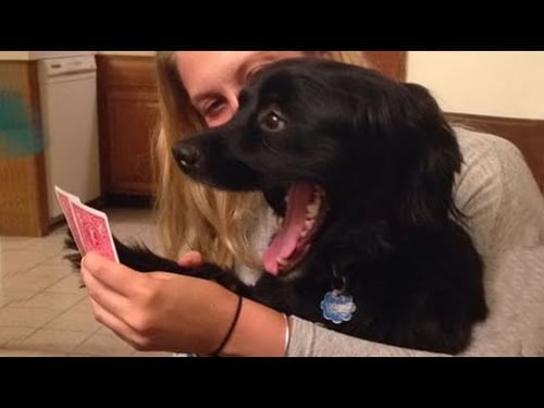 FUNNIEST Animal, Dog and Cat Videos That'll TEACH YOU WHAT A GOOD LAUGH IS! 😸🐶