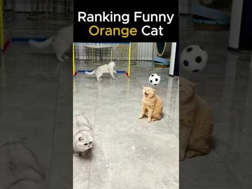 Funny Animals Videos ๐ - Funniest Cats and Dogs ๐ธ๐ถ