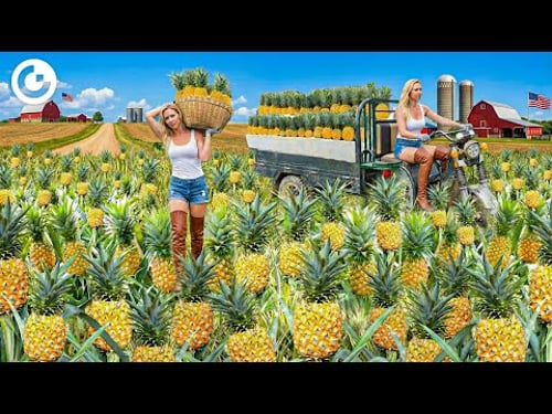 How MILLIONS of Pineapples are Harvested & Processed | UNBELIEVABLE Pineapple Farming