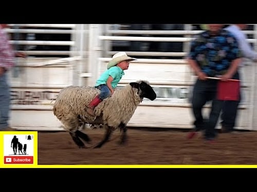 Mutton Bustin' π¦ 2021 Saint's Roost Ranch Rodeo | Saturday