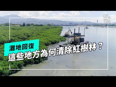 灘地回復|為什麼這些地方必須清除紅樹林?(我們的島 第1271集 2024-09-02)