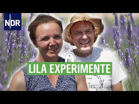 Ein Abenteuer in Lila - Lavendel-Ernte im Norden | Die Nordreportage | NDR