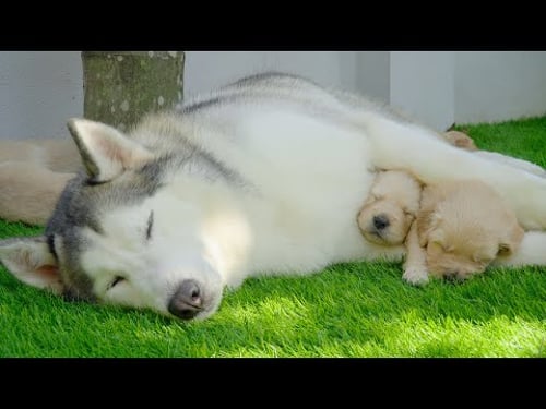 Gentle Husky Takes Care of 8 Golden Retriever Puppies While Mom Rests