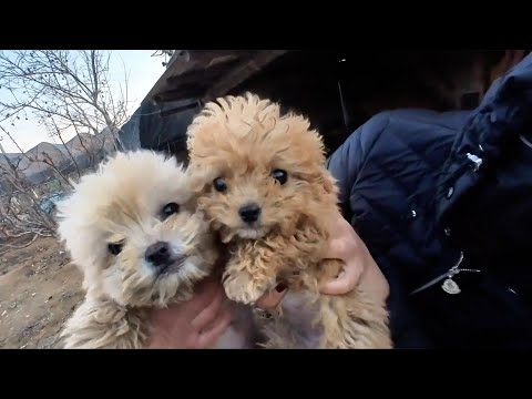 The owner drove and abandoned them far away. They had to search for food in the garbage dump.