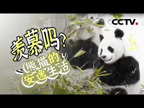 丫丫回国!大熊猫在中国的生活是怎样的?一起来“撸”大熊猫呀!【CCTV纪录】