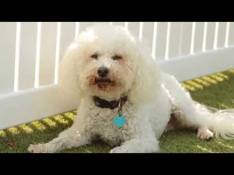 Welcome to Top Dog Country Club!