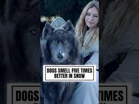 Dogs SMELL BETTER in SNOW! - Find out why? #dogfacts #siberianhusky