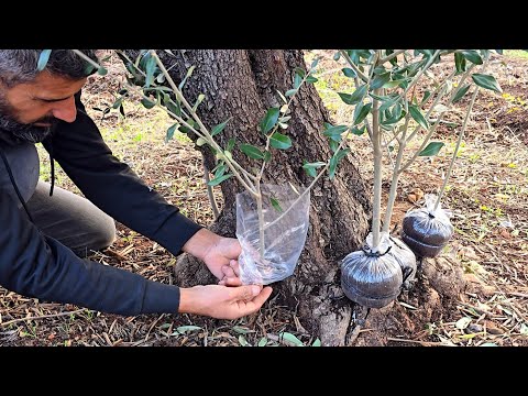 بهاي الطريقة فيك تحصل على اكبر شجرة زيتون مجانا