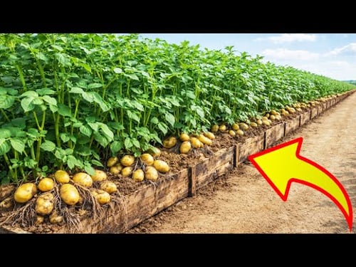 How I Grow Potatoes on a Rooftop and Harvest So Many Tubers