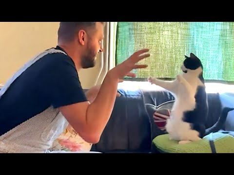 When You Live With a Comedian Cat π Funny Cat and Human Videos