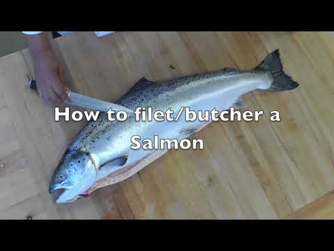 How to Fillet a Whole Salmon : Techniques for Cleaning, Butchering & Cutting a Whole Salmon