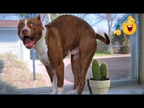 Smarty Funny Animal Video Clips ๐ถ Funniest Dog Moments Ever Recorded ๐คฃ