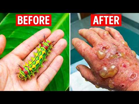 15 Dangerous Animals You Should Never Touch