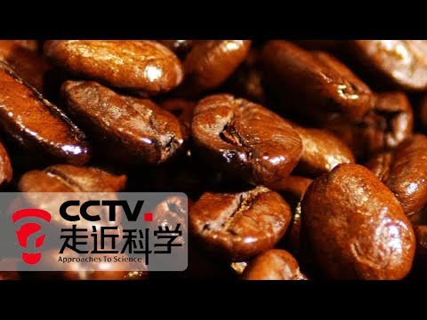 《走近科学》 “智”取咖啡 (上):云南普洱 既产咖啡又产茶 20190506 | CCTV走近科学官方频道