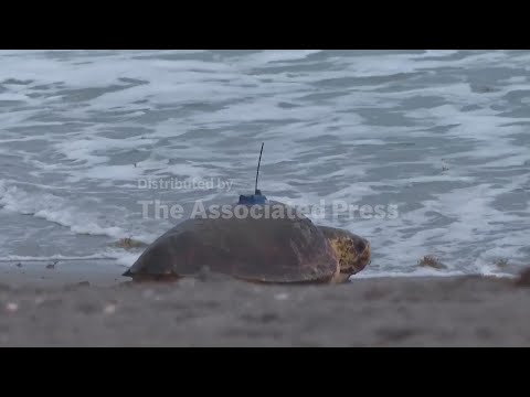 Dilly Dally the sea turtle returns to the ocean after flipper amputation