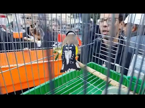 سوق العصافير في عنابة مع أسعار لمقانن فومالات للبيع وأشياء اخرى