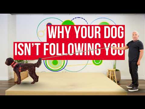 My dog lunges at other dogs - how to stop it and why | Dog Fixes by Cesar Millan