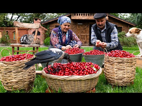 Preserving Wild Rose Hip for Winter | A Natural, Free Food Solution