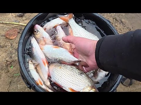 🎣ДНІПРО🐬 ФІДЕР🐬 ПЛІТКА🐬 ЛОВИМО РАЗОМ 2025🇺🇦