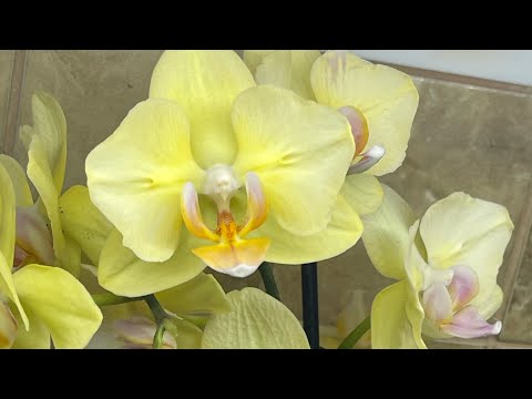 Lighting for orchids and indoor plants. 🦋🦋🦋 Phytolamps #backlight #phytolamp #samsung