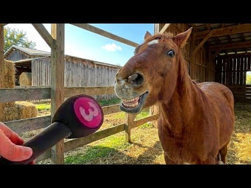 The FUNNIEST Farm Animals ππ· | Hilarious Farm Animal Moments That Will Make You Laugh π€£