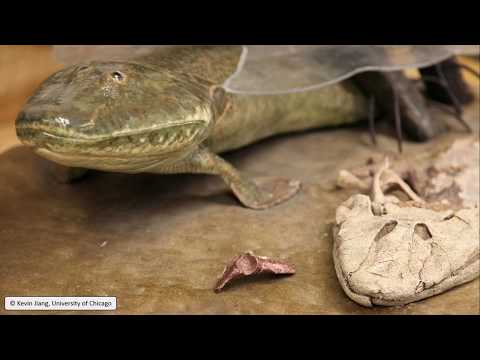 Evolutionary Experiments in the Early Tetrapod Form