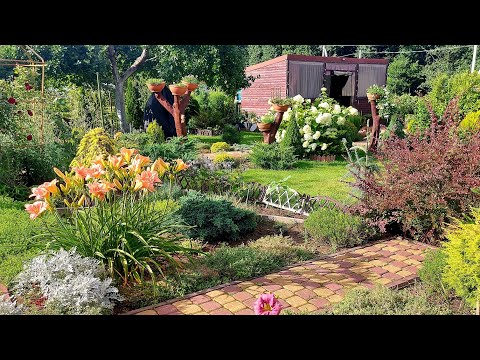 Можжевельники в моем саду💙💚Польза и красота😍Устойчивость и неприхотливость👌🤗 #любимаядача